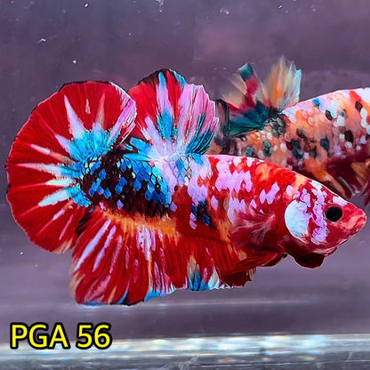 King Giant Plakat Male Betta Fish | You Pick Fish | High Grade