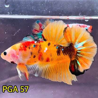 King Giant Plakat Male Betta Fish | You Pick Fish | High Grade