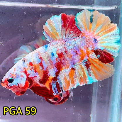 King Giant Plakat Male Betta Fish | You Pick Fish | High Grade