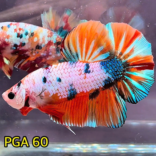 King Giant Plakat Male Betta Fish | You Pick Fish | High Grade