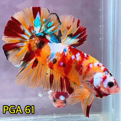 King Giant Plakat Male Betta Fish | You Pick Fish | High Grade