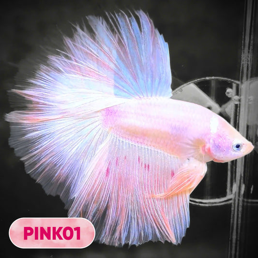 Pink Halfmoon Male Betta Fish | You Pick Fish | Order Directly From Farm