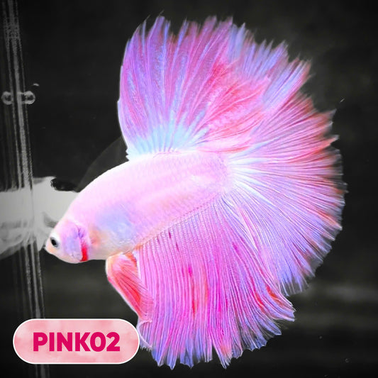 Pink Halfmoon Male Betta Fish | You Pick Fish | Order Directly From Farm