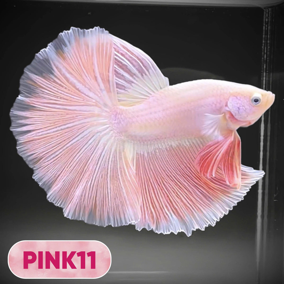 Pink Halfmoon Male Betta Fish | You Pick Fish | Order Directly From Farm