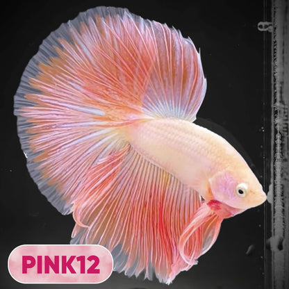 Pink Halfmoon Male Betta Fish | You Pick Fish | Order Directly From Farm