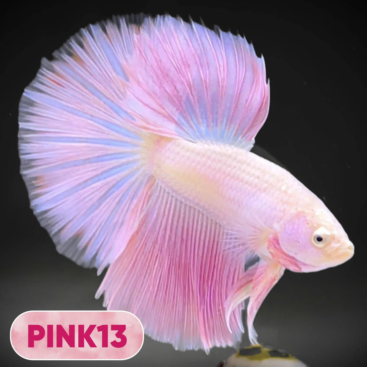 Pink Halfmoon Male Betta Fish | You Pick Fish | Order Directly From Farm