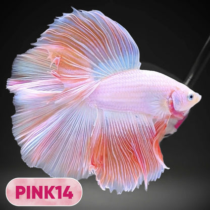 Pink Halfmoon Male Betta Fish | You Pick Fish | Order Directly From Farm