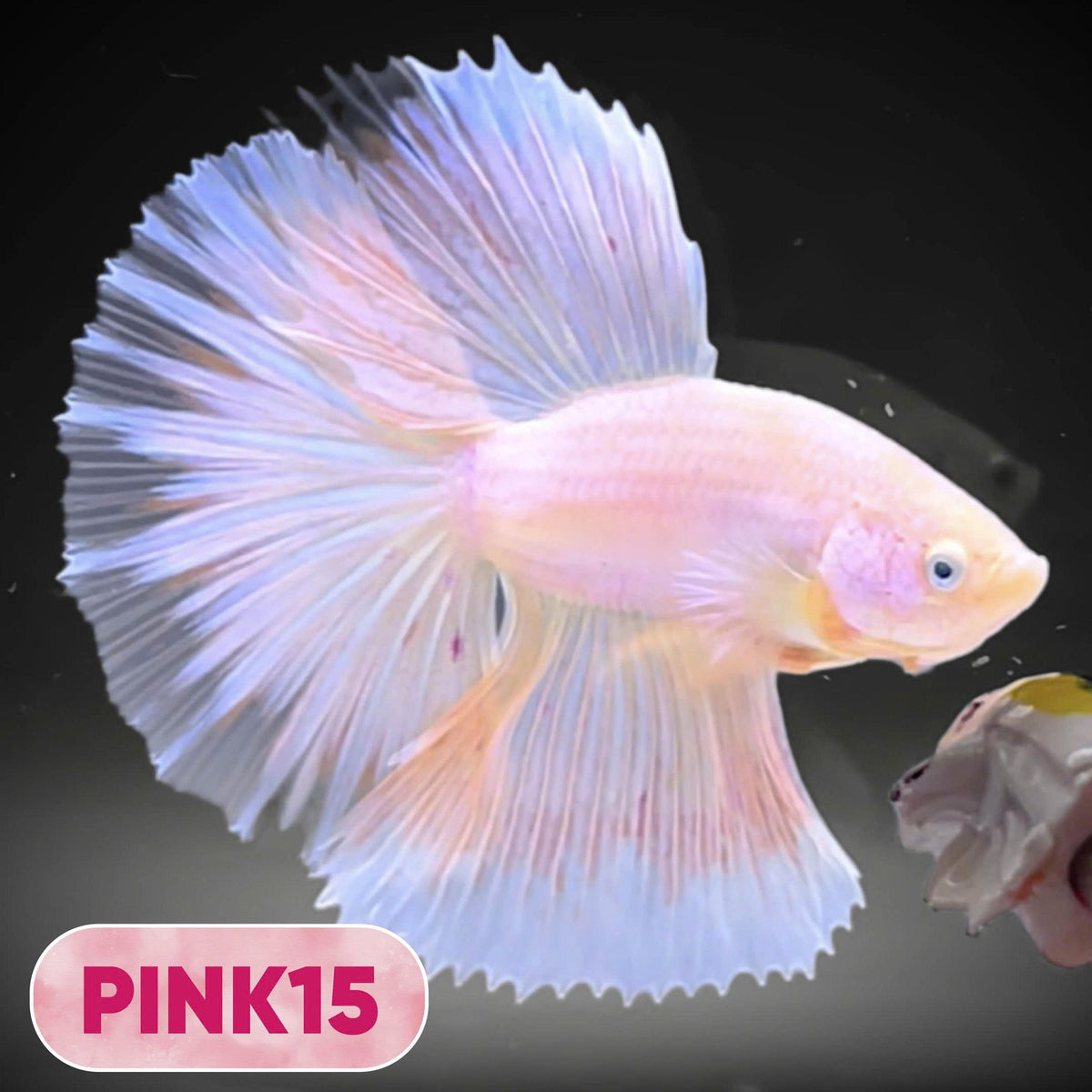 Pink Halfmoon Male Betta Fish | You Pick Fish | Order Directly From Farm