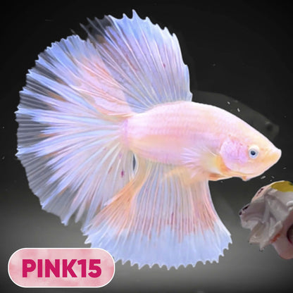 Pink Halfmoon Male Betta Fish | You Pick Fish | Order Directly From Farm