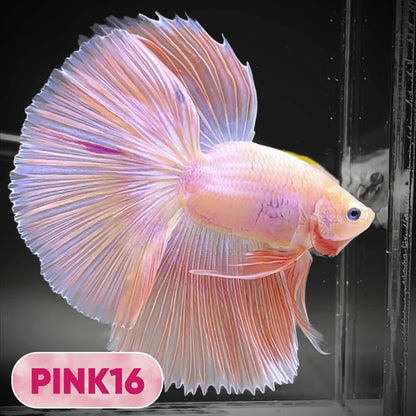 Pink Halfmoon Male Betta Fish | You Pick Fish | Order Directly From Farm