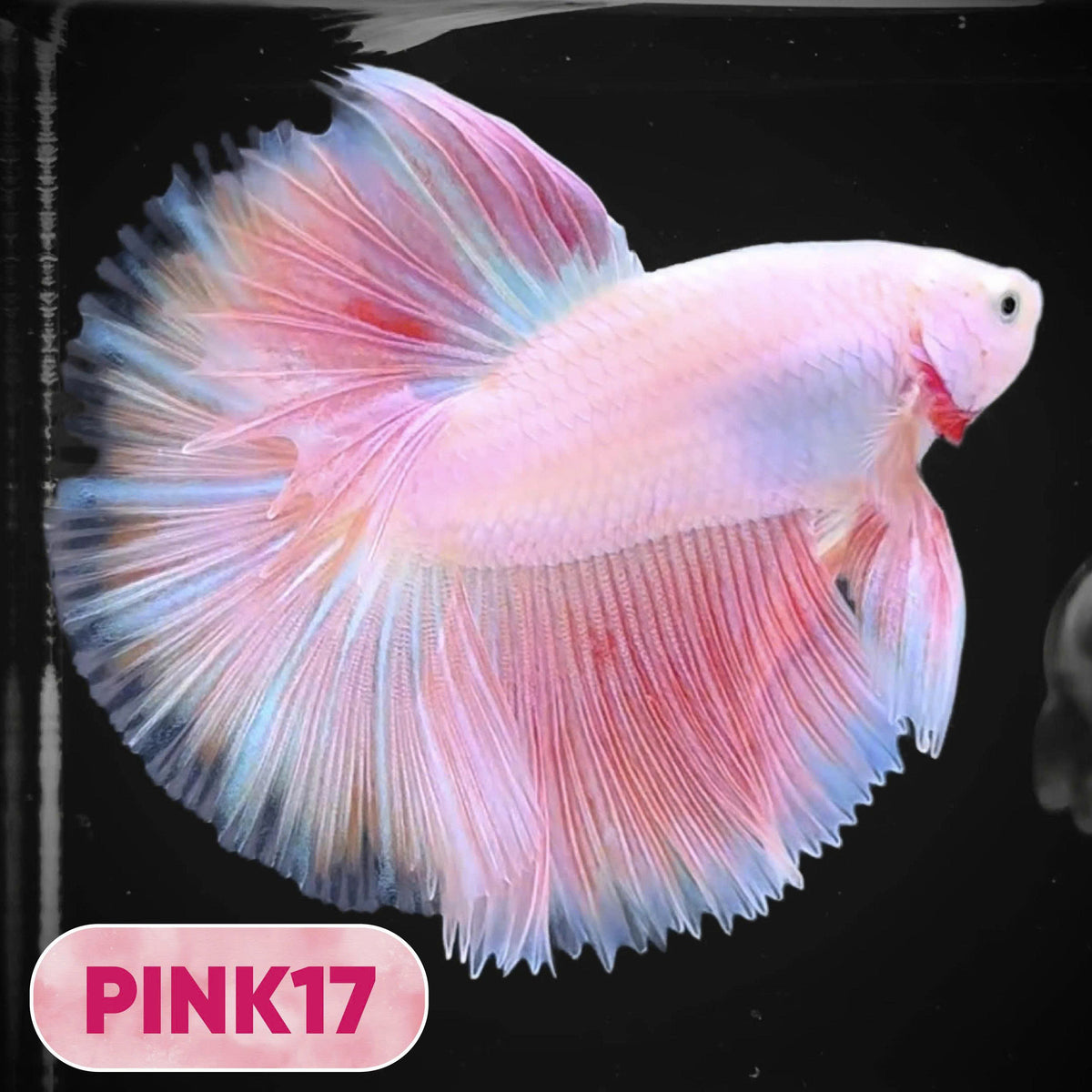 Pink Halfmoon Male Betta Fish | You Pick Fish | Order Directly From Farm