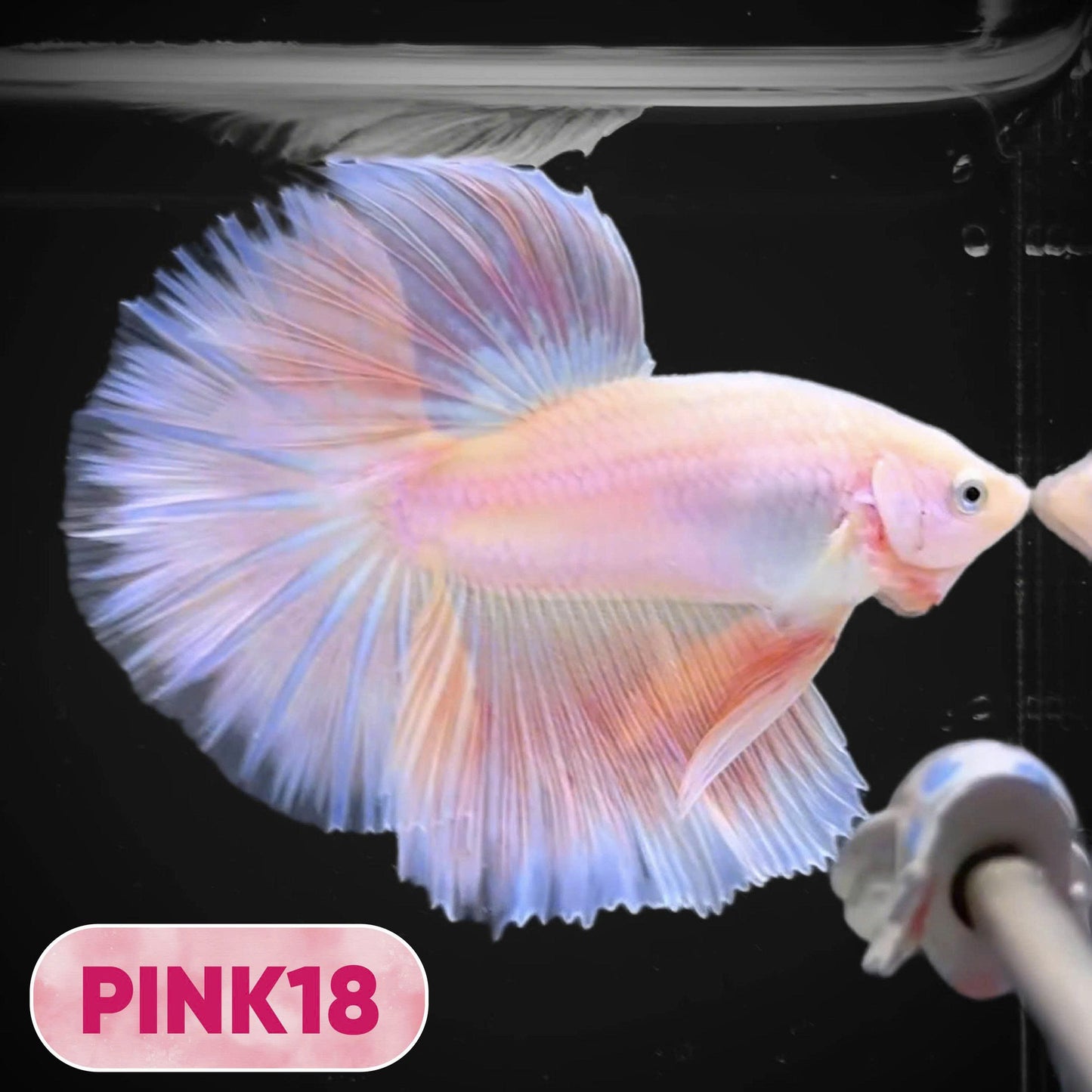 Pink Halfmoon Male Betta Fish | You Pick Fish | Order Directly From Farm