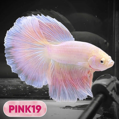 Pink Halfmoon Male Betta Fish | You Pick Fish | Order Directly From Farm