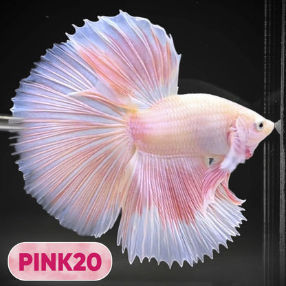 Pink Halfmoon Male Betta Fish | You Pick Fish | Order Directly From Farm