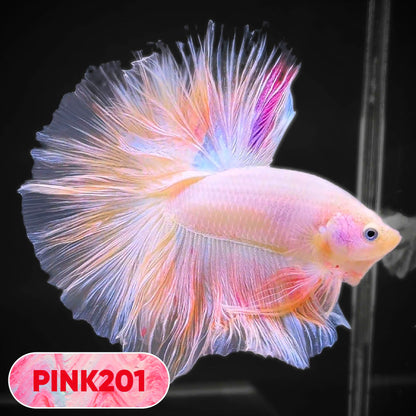 Pink Halfmoon Male Betta Fish | You Pick Fish | Order Directly From Farm