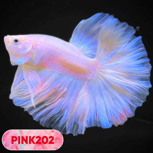 Pink Halfmoon Male Betta Fish | You Pick Fish | Order Directly From Farm