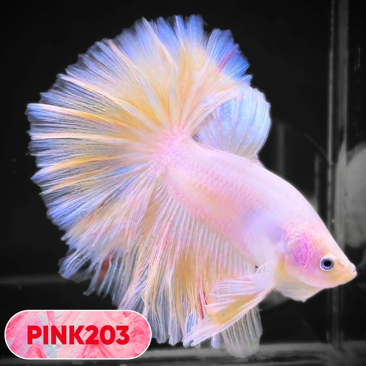 Pink Halfmoon Male Betta Fish | You Pick Fish | Order Directly From Farm