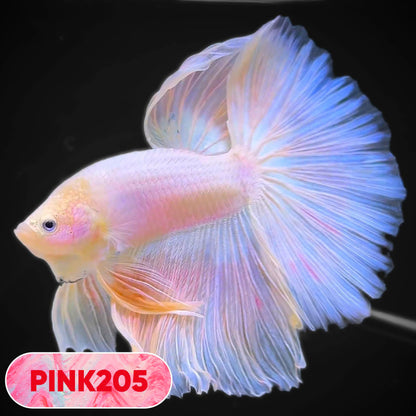Pink Halfmoon Male Betta Fish | You Pick Fish | Order Directly From Farm