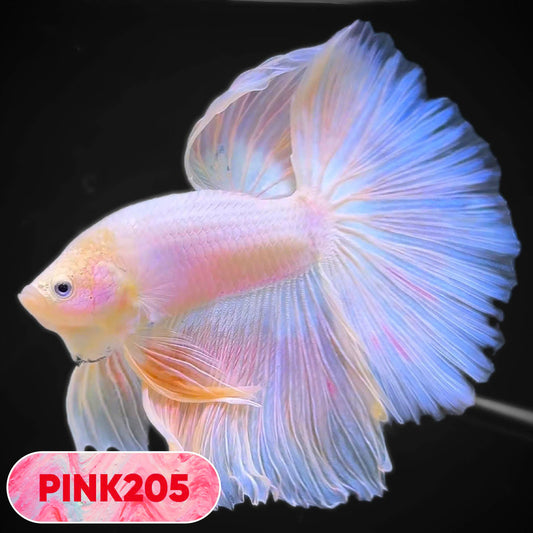 Pink Halfmoon Male Betta Fish | You Pick Fish | Order Directly From Farm