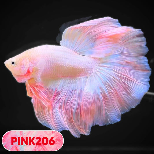 Pink Halfmoon Male Betta Fish | You Pick Fish | Order Directly From Farm