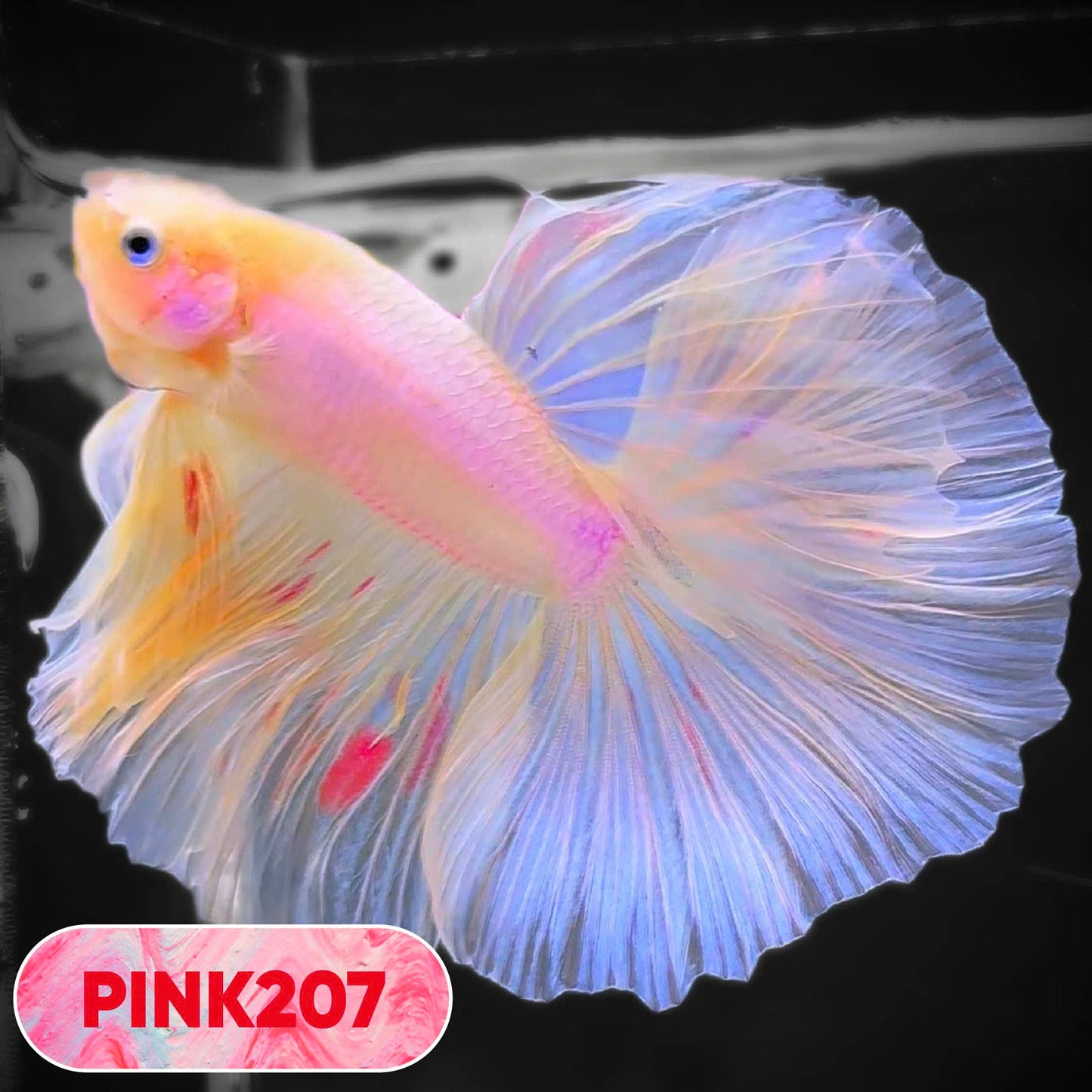 Pink Halfmoon Male Betta Fish | You Pick Fish | Order Directly From Farm