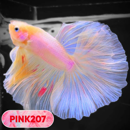 Pink Halfmoon Male Betta Fish | You Pick Fish | Order Directly From Farm