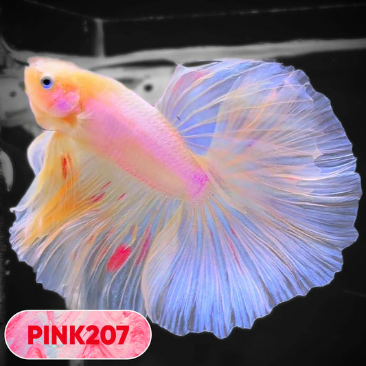 Pink Halfmoon Male Betta Fish | You Pick Fish | Order Directly From Farm