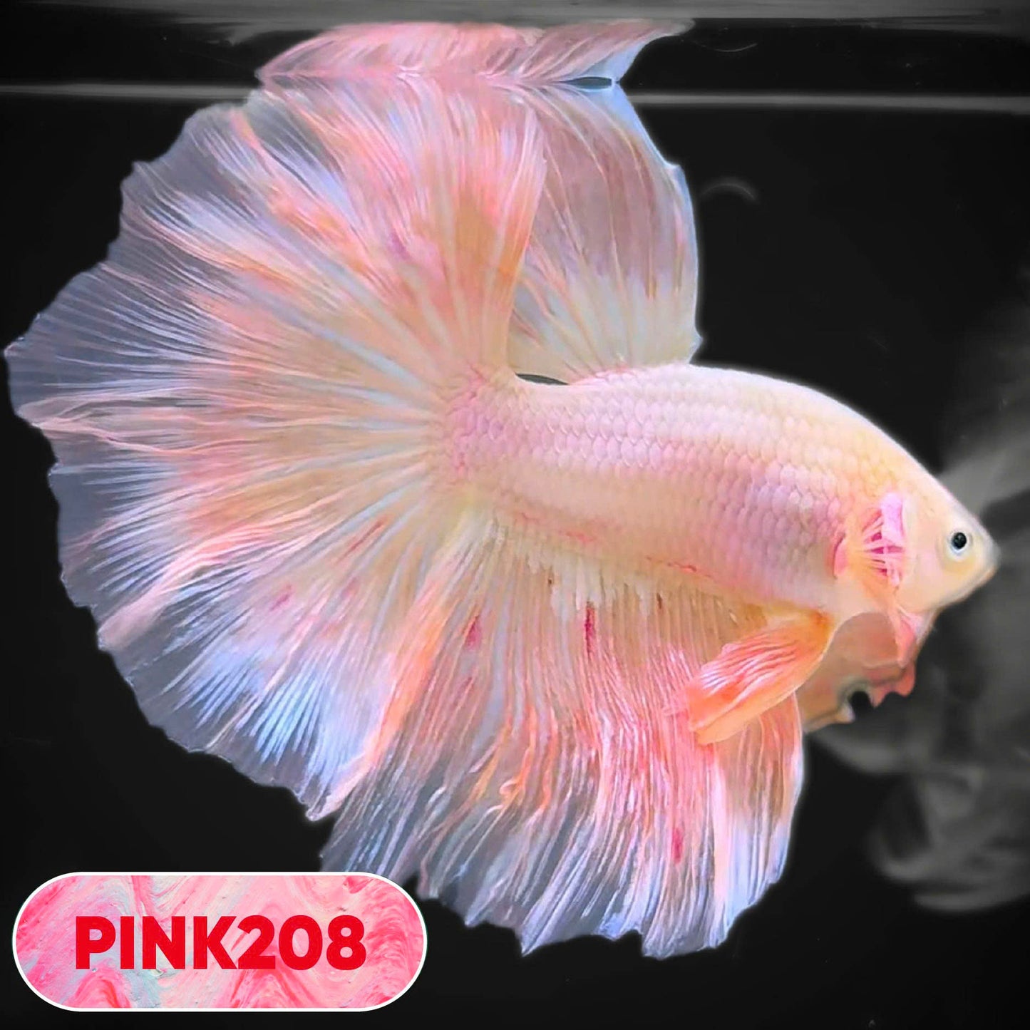 Pink Halfmoon Male Betta Fish | You Pick Fish | Order Directly From Farm