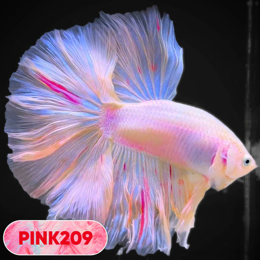 Pink Halfmoon Male Betta Fish | You Pick Fish | Order Directly From Farm