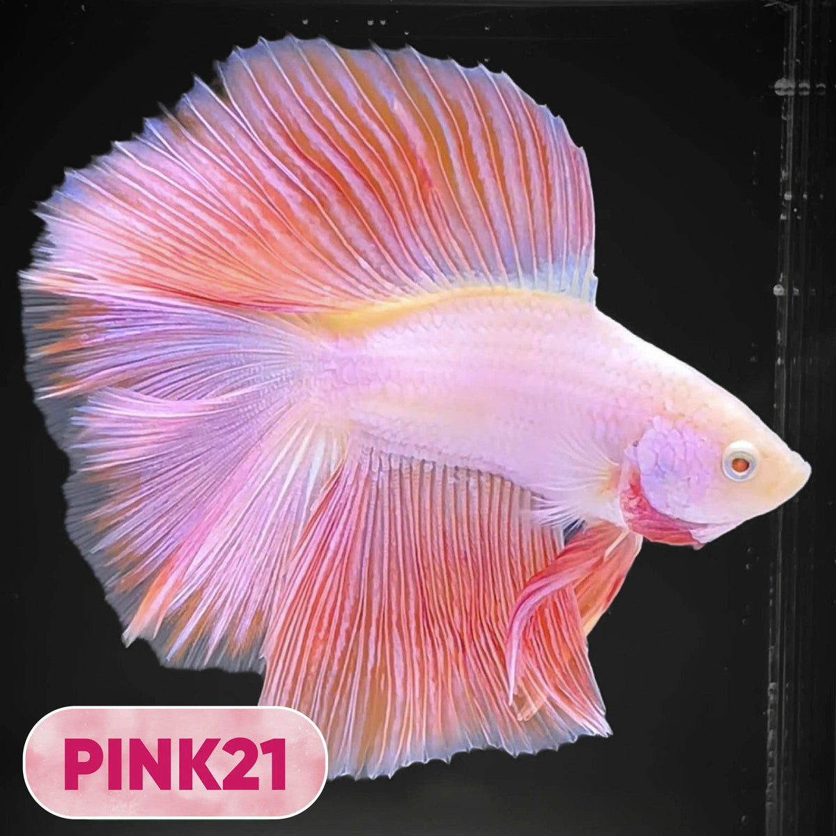 Pink Halfmoon Male Betta Fish | You Pick Fish | Order Directly From Farm