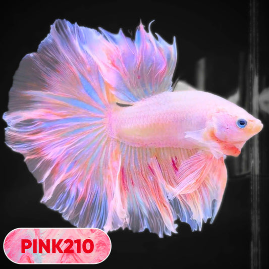 Pink Halfmoon Male Betta Fish | You Pick Fish | Order Directly From Farm