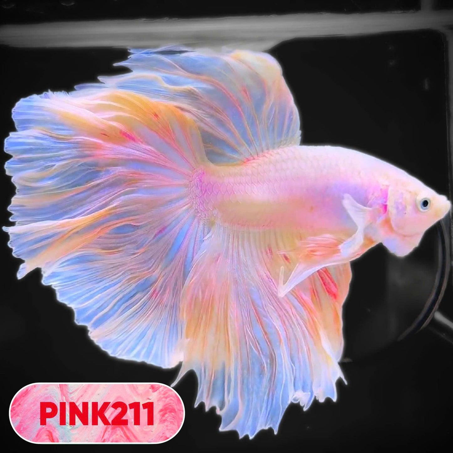 Pink Halfmoon Male Betta Fish | You Pick Fish | Order Directly From Farm