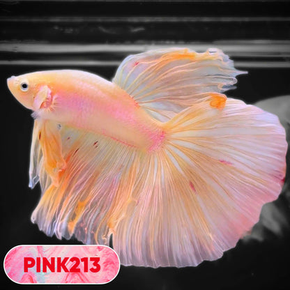 Pink Halfmoon Male Betta Fish | You Pick Fish | Order Directly From Farm