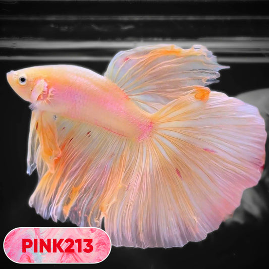 Pink Halfmoon Male Betta Fish | You Pick Fish | Order Directly From Farm