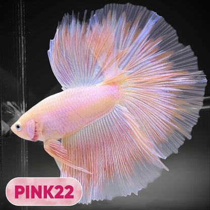 Pink Halfmoon Male Betta Fish | You Pick Fish | Order Directly From Farm
