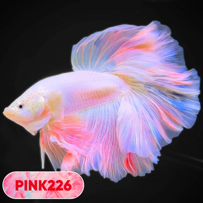 Pink Halfmoon Male Betta Fish | You Pick Fish | Order Directly From Farm
