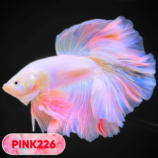 Pink Halfmoon Male Betta Fish | You Pick Fish | Order Directly From Farm