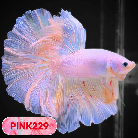 Pink Halfmoon Male Betta Fish | You Pick Fish | Order Directly From Farm