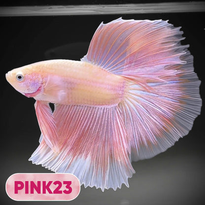 Pink Halfmoon Male Betta Fish | You Pick Fish | Order Directly From Farm