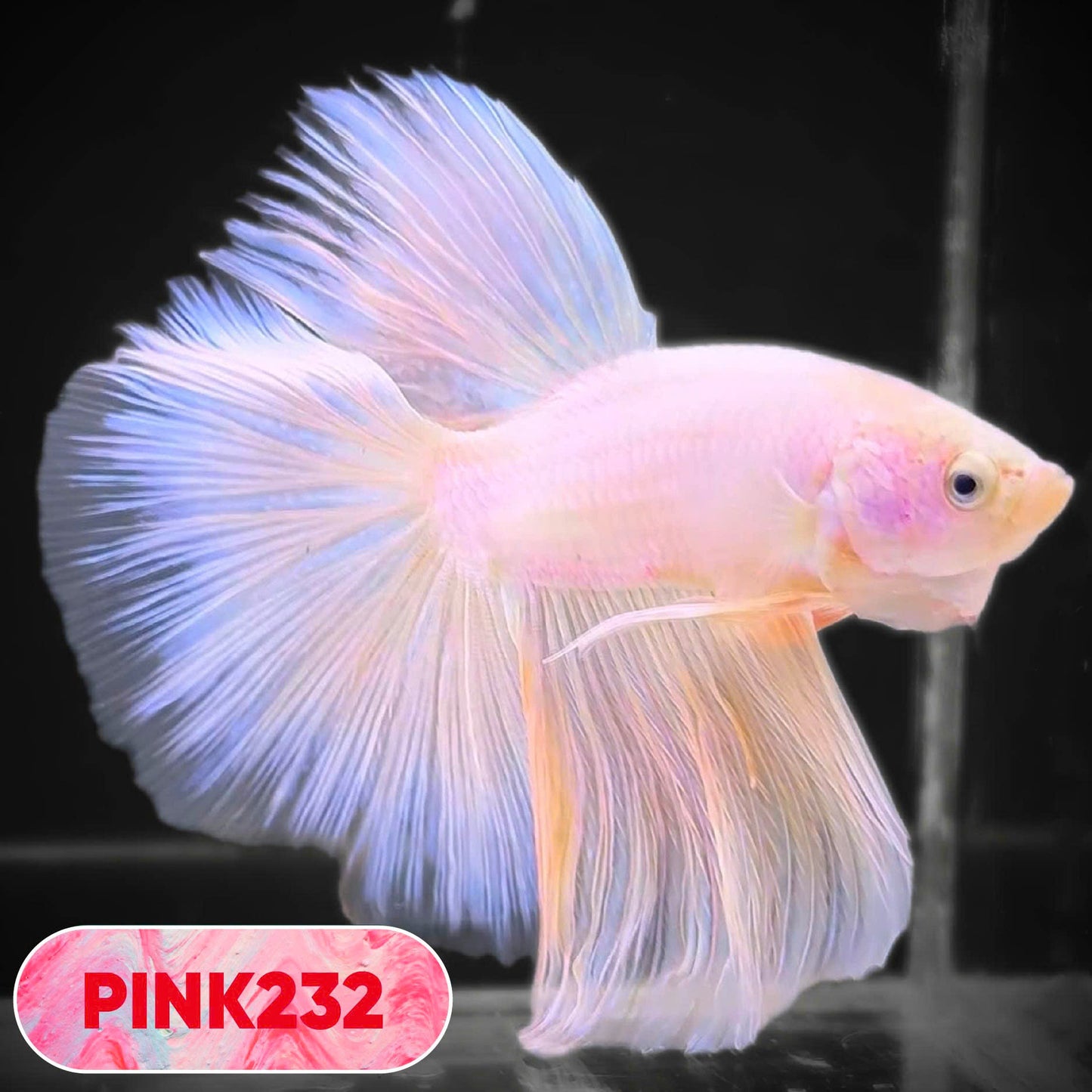Pink Halfmoon Male Betta Fish | You Pick Fish | Order Directly From Farm