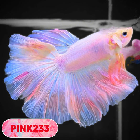 Pink Halfmoon Male Betta Fish | You Pick Fish | Order Directly From Farm