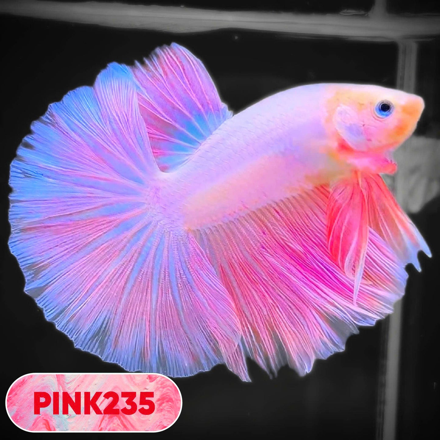 Pink Halfmoon Male Betta Fish | You Pick Fish | Order Directly From Farm