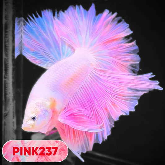 Pink Halfmoon Male Betta Fish | You Pick Fish | Order Directly From Farm