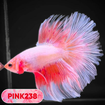 Pink Halfmoon Male Betta Fish | You Pick Fish | Order Directly From Farm