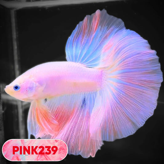 Pink Halfmoon Male Betta Fish | You Pick Fish | Order Directly From Farm