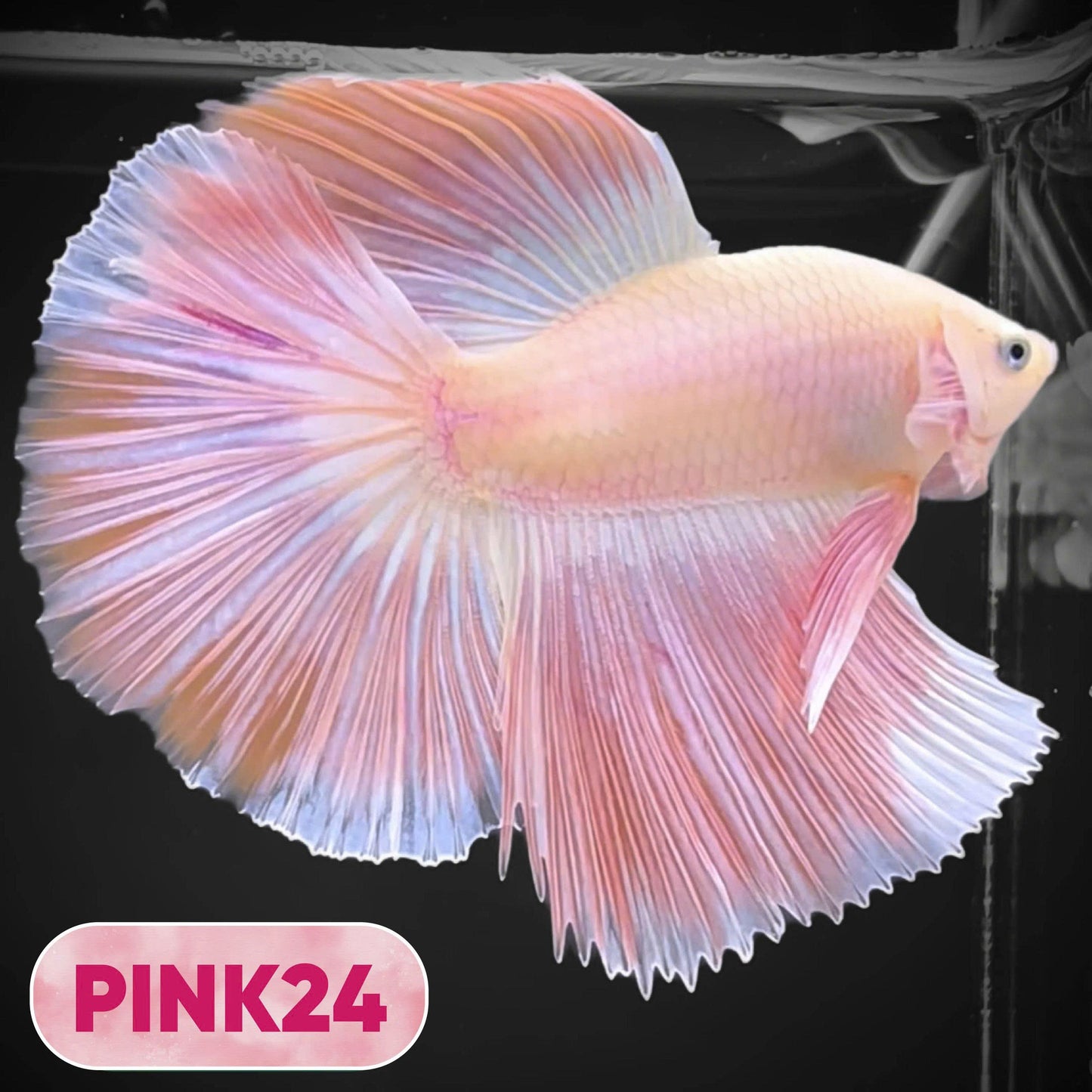 Pink Halfmoon Male Betta Fish | You Pick Fish | Order Directly From Farm