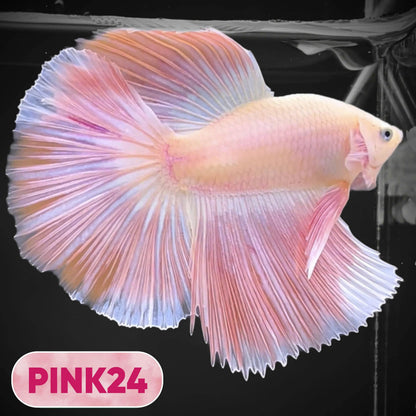 Pink Halfmoon Male Betta Fish | You Pick Fish | Order Directly From Farm