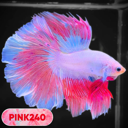 Pink Halfmoon Male Betta Fish | You Pick Fish | Order Directly From Farm