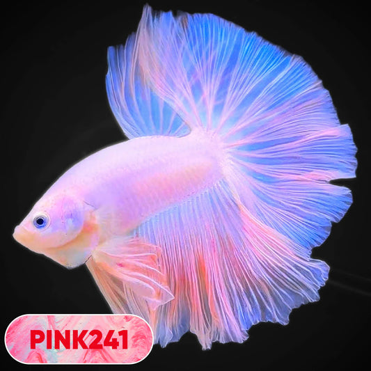 Pink Halfmoon Male Betta Fish | You Pick Fish | Order Directly From Farm