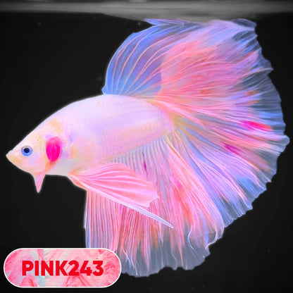 Pink Halfmoon Male Betta Fish | You Pick Fish | Order Directly From Farm